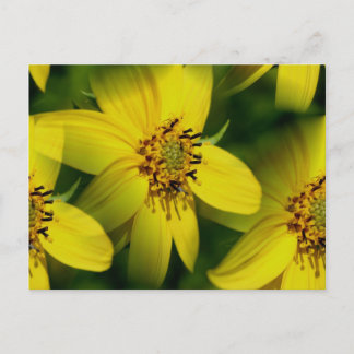 Carte postale Petite Fleur de soleil