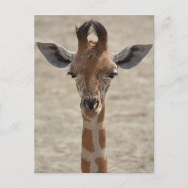Carte Postale Petite girafe (Devant)