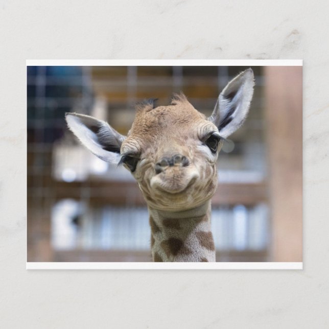 Carte Postale petite girafe (Devant)