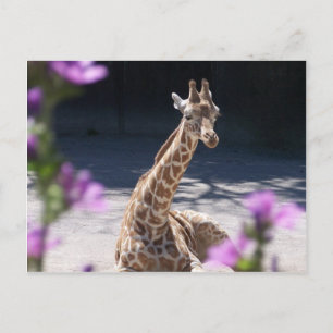 Carte Postale petite girafe