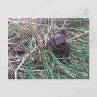 Carte Postale Petite grenouille