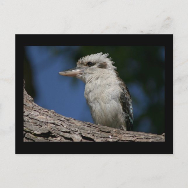 Carte Postale Petite kookaburra (Devant)