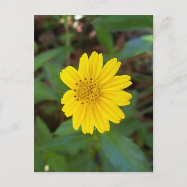 Carte Postale petite marguerite jaune sur une (Devant)