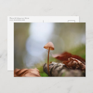 Carte Postale Petite photo de la nature des champignons