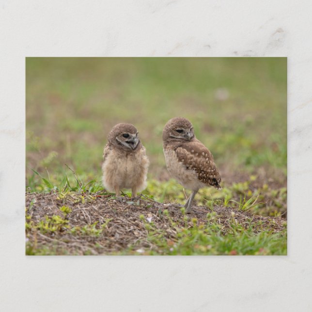 Carte Postale Petites chouettes bractées en Floride (Devant)