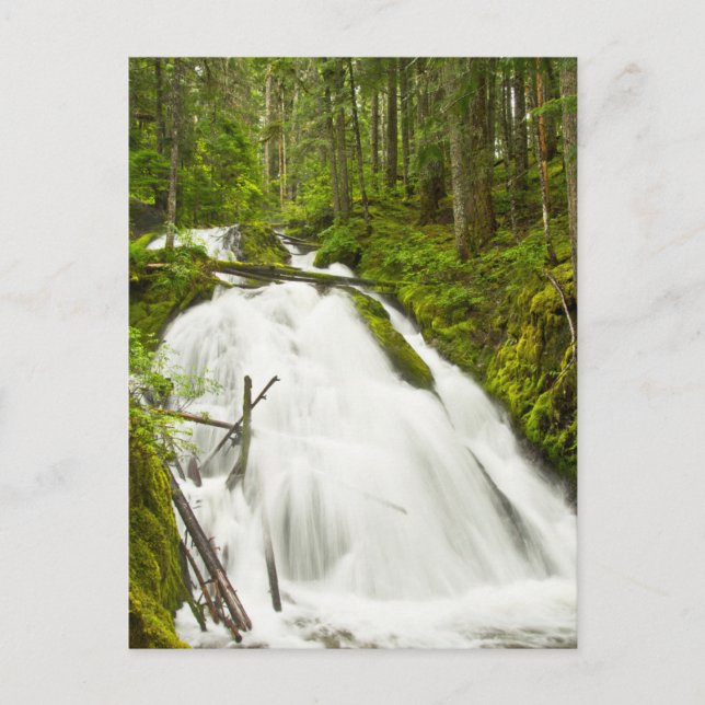 Carte Postale Petites chutes de Zig Zag | Forêt nationale du mon (Devant)
