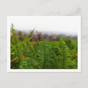 Carte Postale Petites feuilles semblables à des fougères au prin