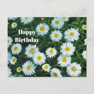 Carte Postale Petites Marguerites Blanches Fleur Photo Anniversa
