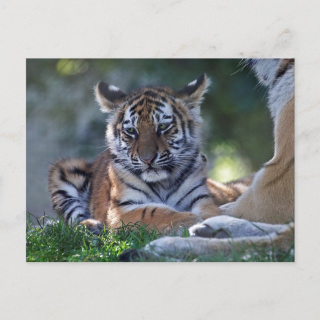 Carte postale Petites Rayures (Devant)
