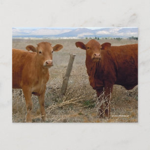Carte Postale Petites vaches rouges - Ouest