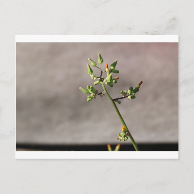 Carte Postale Petits boutons de fleurs (Devant)