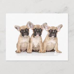 Carte Postale Petits Bulldogs français