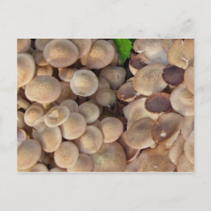 Carte Postale Petits champignons