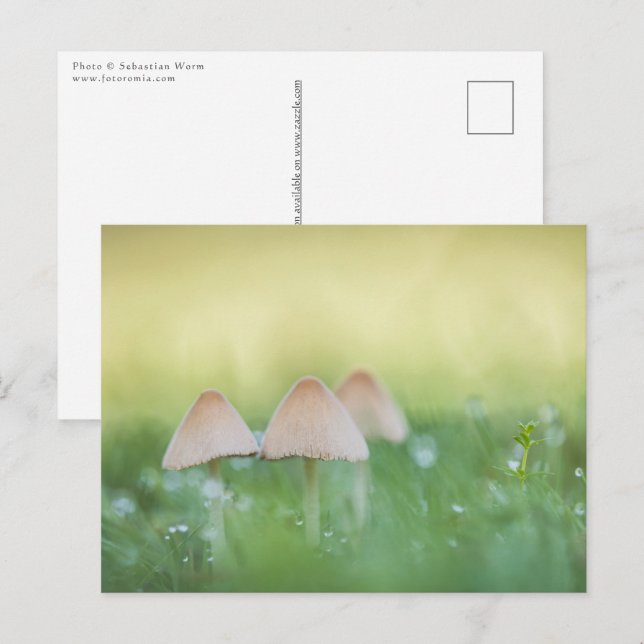 Carte Postale Petits champignons Photo nature (Devant / Derrière)
