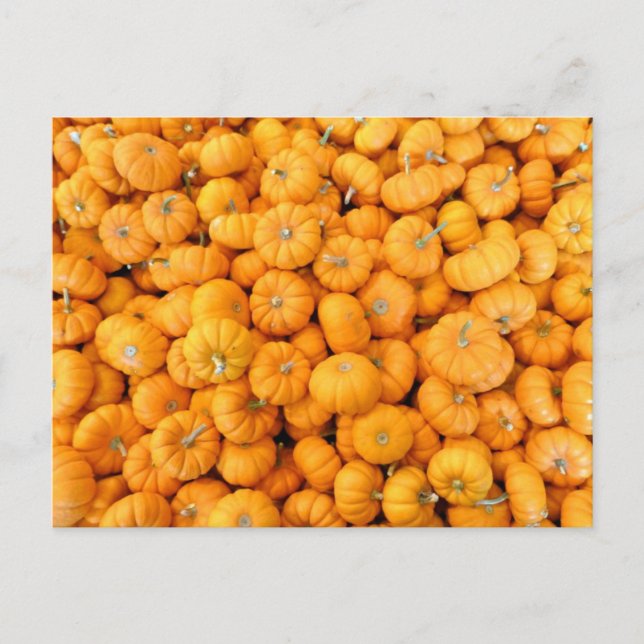 Carte Postale Petits Citrouilles de récolte de automne orange (Devant)