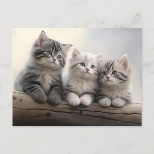 Carte Postale Petits - Cute Tabby Kittens