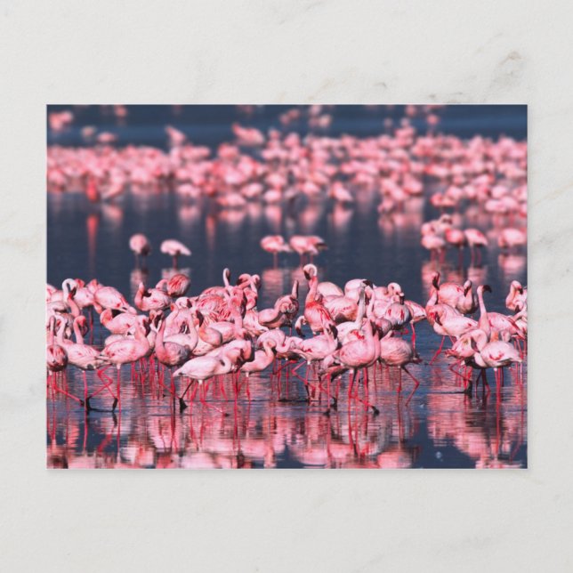 Carte Postale Petits Flamants (Phoeniconaias minor), Afrique, (Devant)