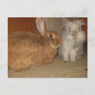 Carte Postale petits lapins
