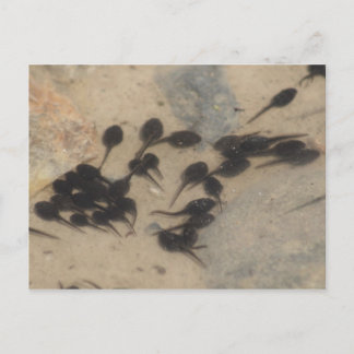 Carte Postale Petits têtards noirs Nature