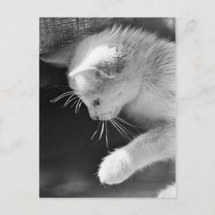 Carte Postale Petra Poisé