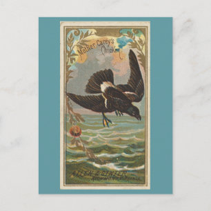 Carte Postale Pétrel tempête