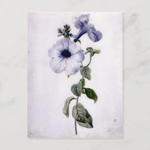 Carte Postale Petunia