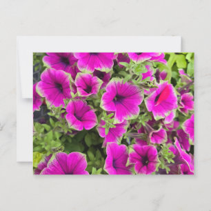 Carte Postale Petunia