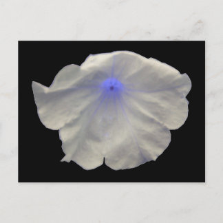 Carte postale Petunia Blue Glow