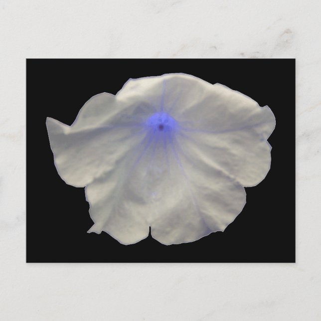 Carte postale Petunia Blue Glow (Devant)