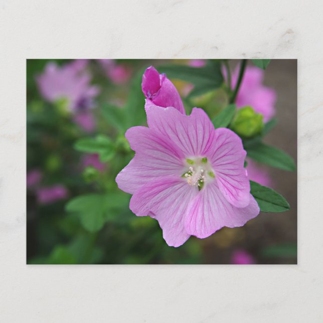 Carte Postale Petunia rose (Devant)