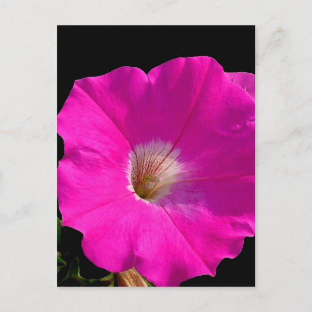 Carte Postale pétunia rose (Devant)