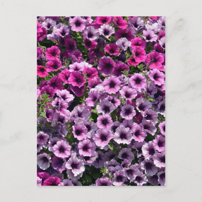 Carte Postale Pétunia surfinia (Devant)