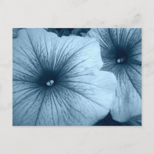 Carte Postale Petunias bleu