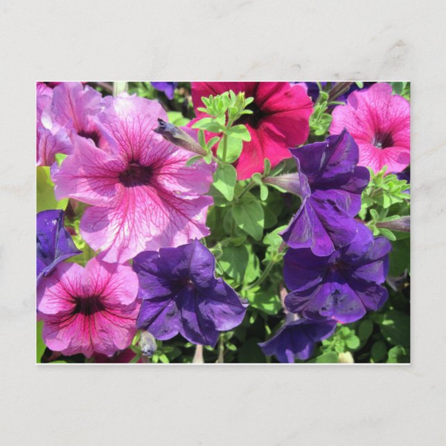 Carte Postale Petunias colorées (Devant)