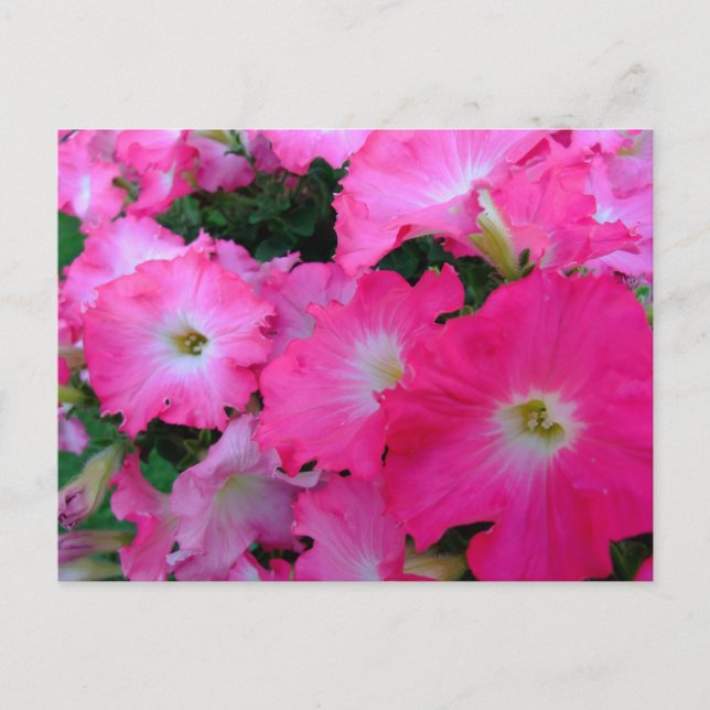 Carte Postale Pétunias rose (Devant)