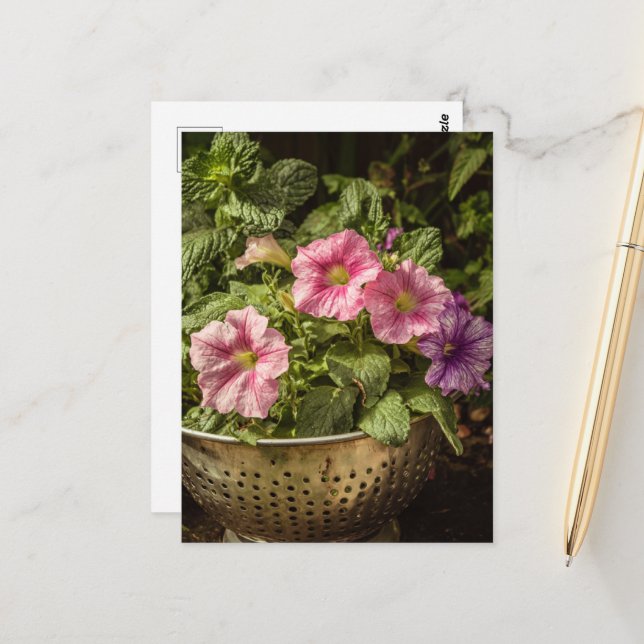 Carte Postale Petunias violet et rose (Devant/Arrière en situation)