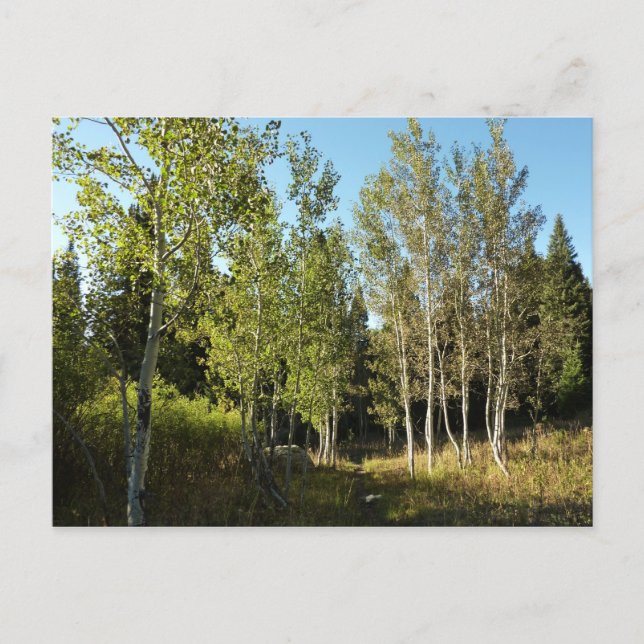 Carte Postale Peupliers le long du sentier Moose Ponds à Grand T (Devant)