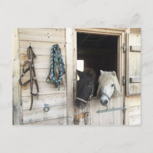 Carte Postale Pferder