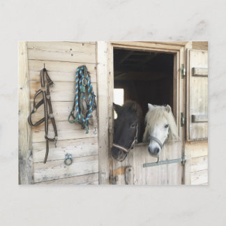 Carte Postale Pferder