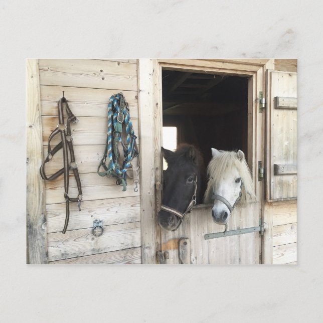 Carte Postale Pferder (Devant)