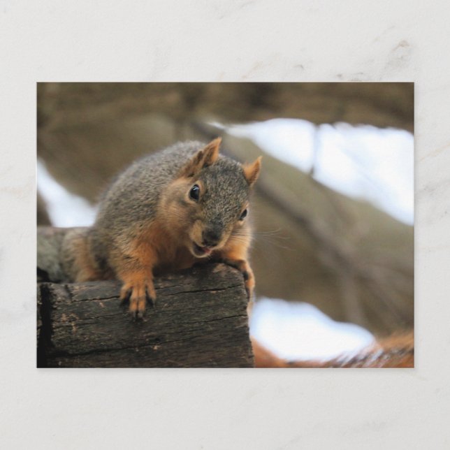 Carte Postale Pfft (Devant)