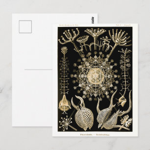 Carte Postale Phaeodaria 61 Or Ernst Haeckel