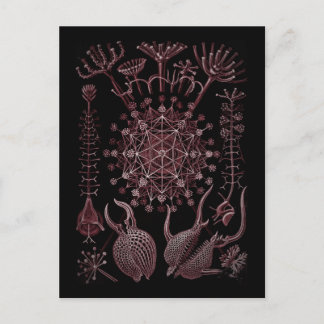 Carte Postale Phaeodaria Sea Shell Detail 1879