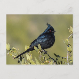 Carte postale Phainopepla