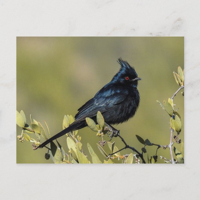 Carte postale Phainopepla (Devant)