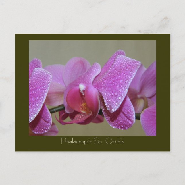 Carte Postale Phalaenopsis Sp. Orchidée (Devant)