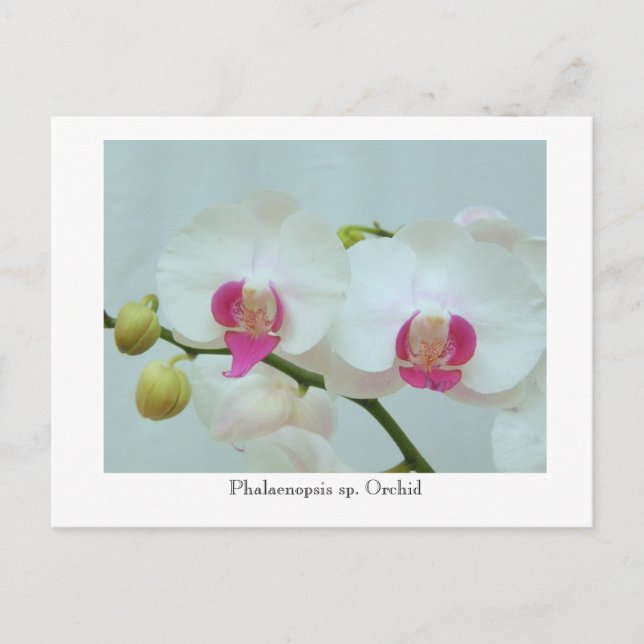 Carte Postale Phalaenopsis sp. Orchidée (Devant)