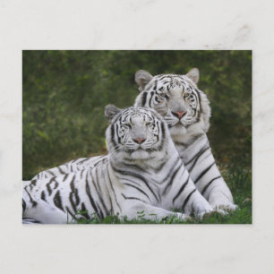 Carte Postale Phase blanche, Tigre du Bengale, Tigre du Tigre, T
