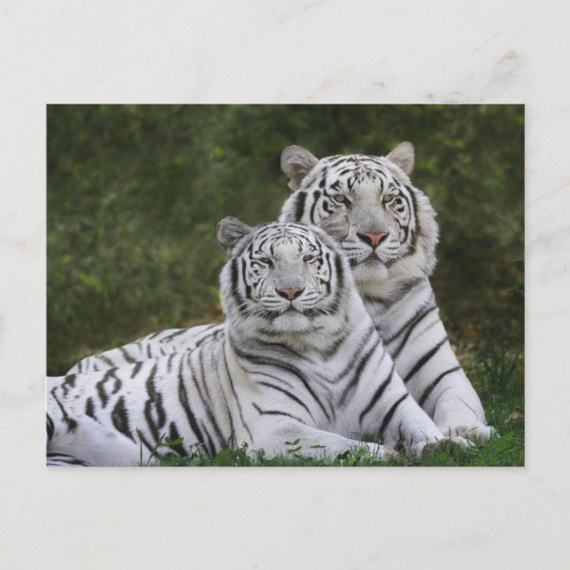Carte Postale phase blanche, Tigre du Bengale, Tigris (Devant)
