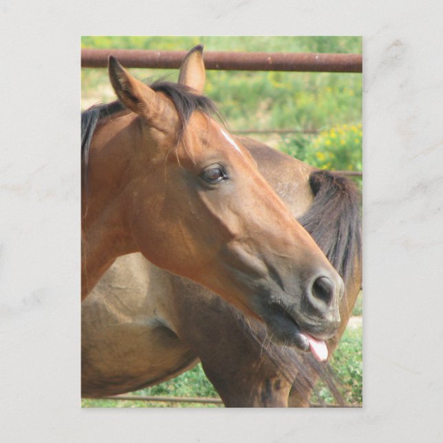 Carte Postale Phbttttttttttt ! ! ! ! ! (Devant)